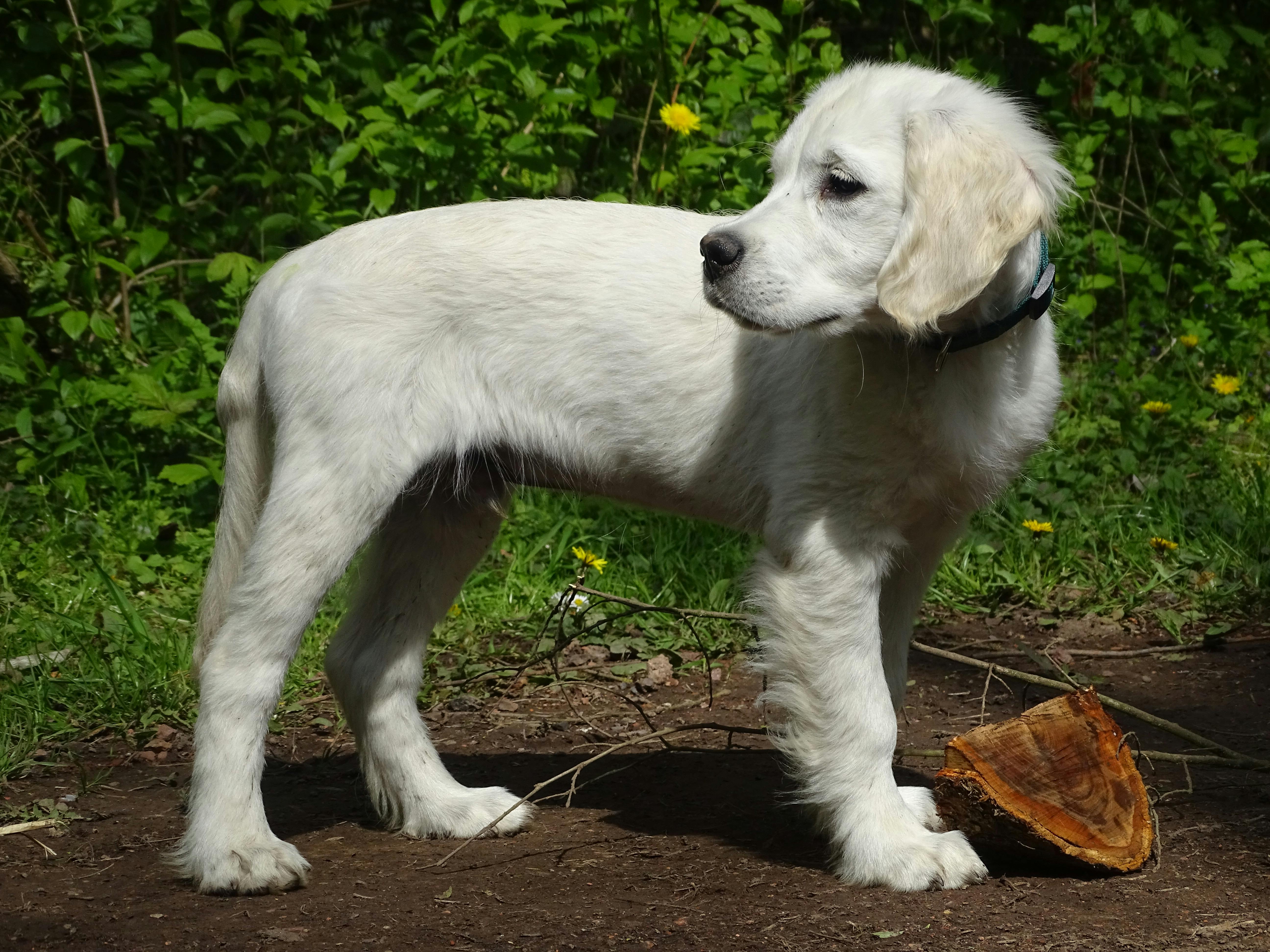강아지가 혼자 있을 때 짖는 이유와 그 속에…